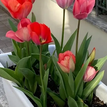 Casa Roby 아파트 *