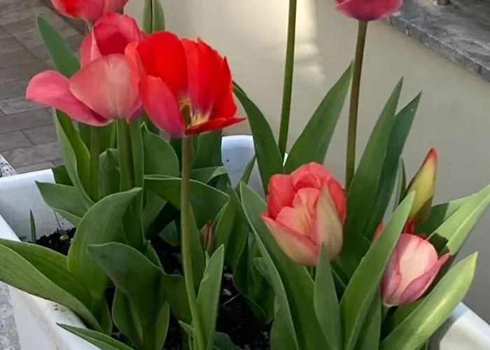 Casa Roby 아파트 *